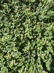 Euphorbia albomarginata