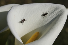 Neoeutrapela