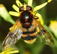 Volucella elegans