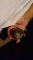 Passer domesticus