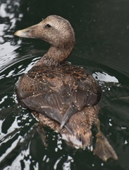 Somateria mollissima