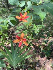 Iris domestica