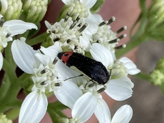Acmaeodera flavomarginata