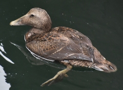 Somateria mollissima