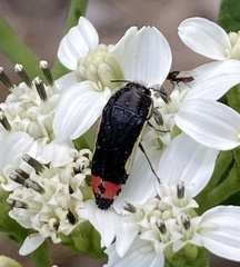Acmaeodera flavomarginata