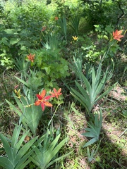 Iris domestica