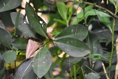 Ardisia