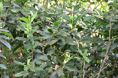 Ardisia