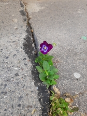 Viola × wittrockiana