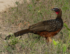 Penelope ochrogaster