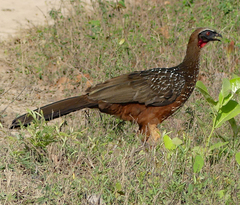Penelope ochrogaster