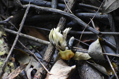 Acanthus ilicifolius