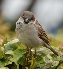 Passer domesticus