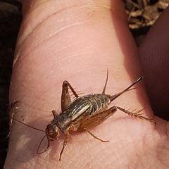 Allonemobius fasciatus