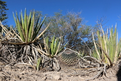 Mammillaria