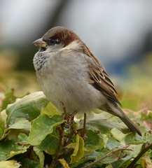 Passer domesticus