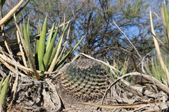Mammillaria