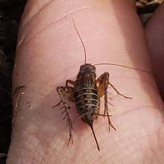Allonemobius fasciatus