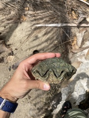 Tridacna