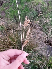 Juncus sarophorus