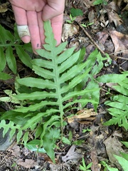 Woodwardia areolata