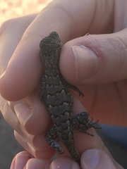 Sceloporus consobrinus