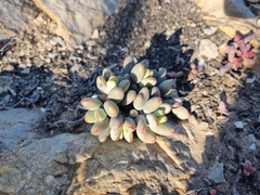 Crassula namaquensis