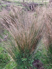 Juncus sarophorus