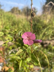 Sidalcea hendersonii