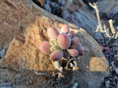 Crassula namaquensis