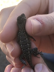 Sceloporus consobrinus