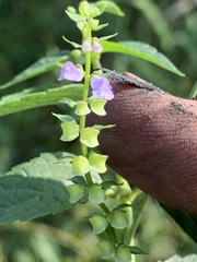 Scutellaria