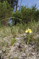 Moraea fugax