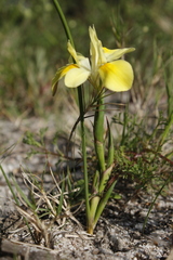 Moraea fugax