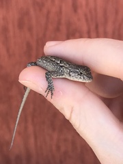 Sceloporus consobrinus