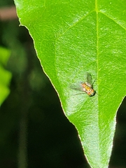 Condylostylus caudatus