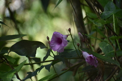 Ipomoea