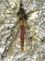 Trichocera annulata