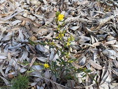 Hibbertia hypericoides
