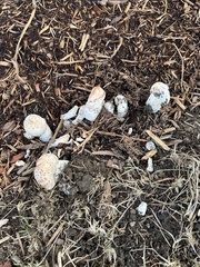 Coprinopsis variegata