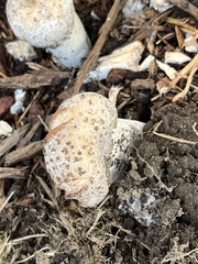Coprinopsis variegata