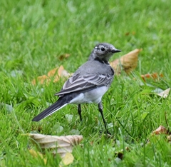 Motacilla alba