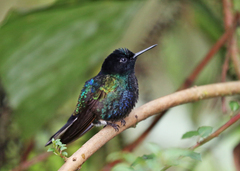 Boissonneaua jardini