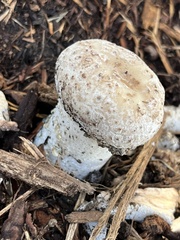 Coprinopsis variegata