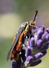 Eichlinia cucurbitae