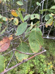 Amelanchier arborea