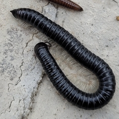 Tachypodoiulus niger