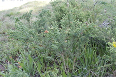 Aspalathus cordata