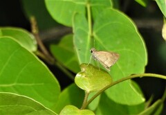 Callimormus saturnus