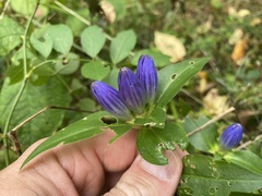 Gentiana clausa